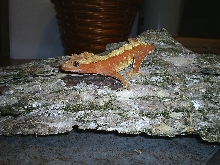 male creamsicle