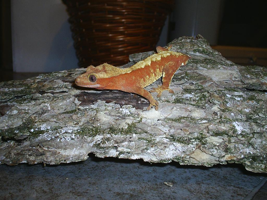 male creamsicle