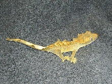 olive flame crested gecko