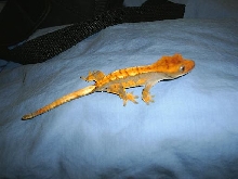 orange harley 3