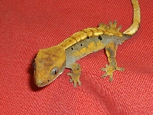 harley crested gecko close
