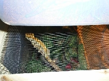 crested gecko rack