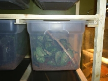 crested gecko rack