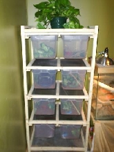 crested gecko rack