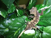 male flamed crested