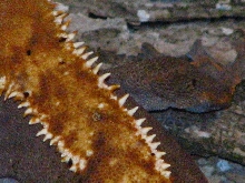 female partial pin scales