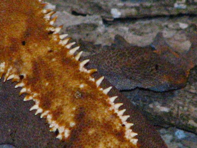 female partial pin scales