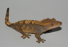 crested female 1