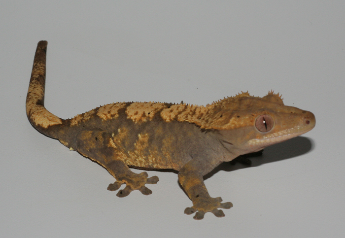 crested female 1