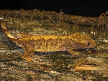 harlequin female