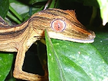 female lineatus red eye