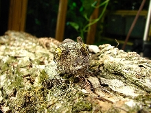 female mossy leaftail
