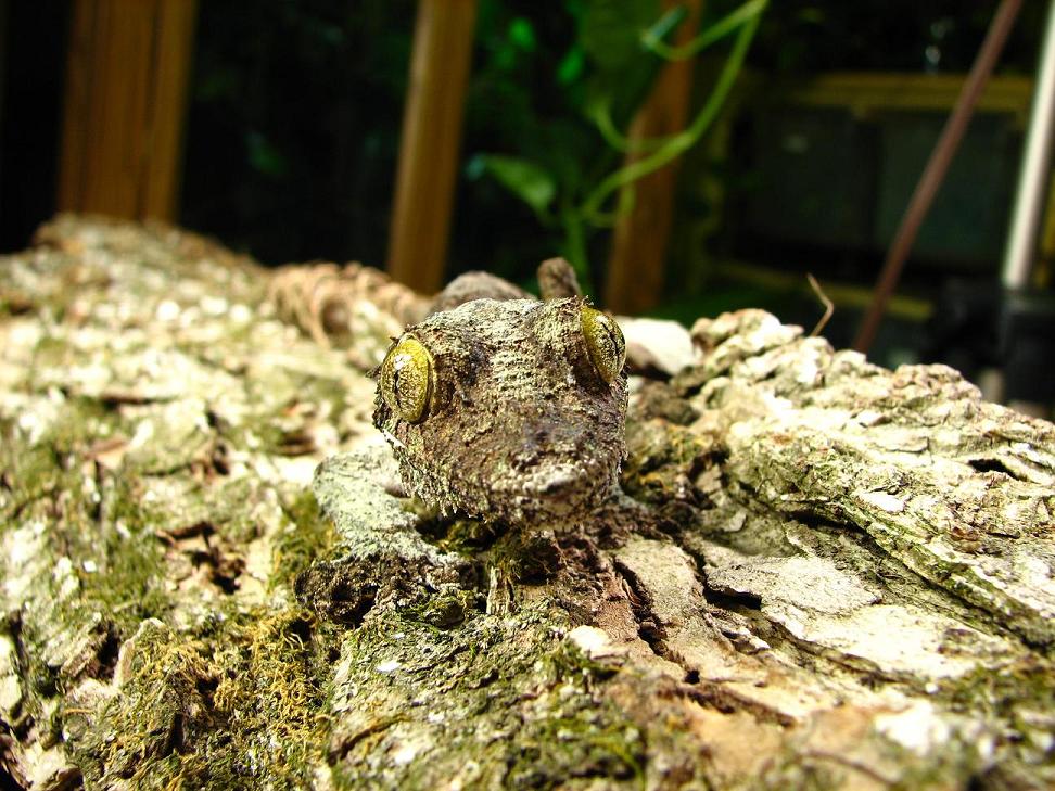 female mossy leaftail