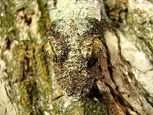 female mossy leaftail new
