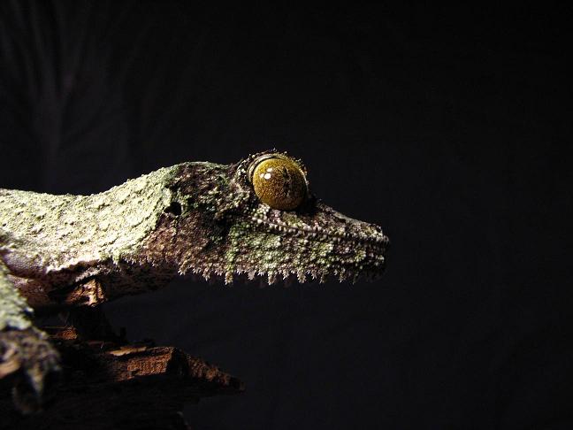 female mossy 2.2