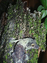 female mossy leaftail gecko