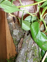 female mossy leaftail gecko