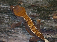 female partial pin1