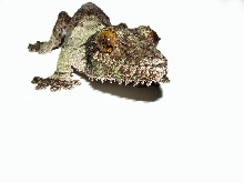 Uroplatus sikorae female 6.14.06