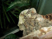 female mossy leaftail gecko
