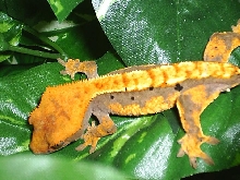 flamed dalmation orange legs