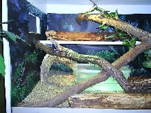 frilled cage 2