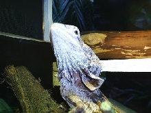 frilled dragon