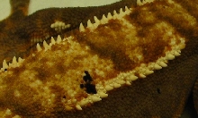 furrn scale detail