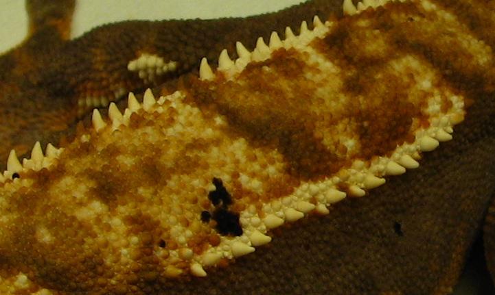 furrn scale detail
