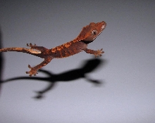 crested gecko jump shot