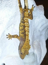 jps harlequin crested1