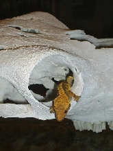 jp's harlequin crested1