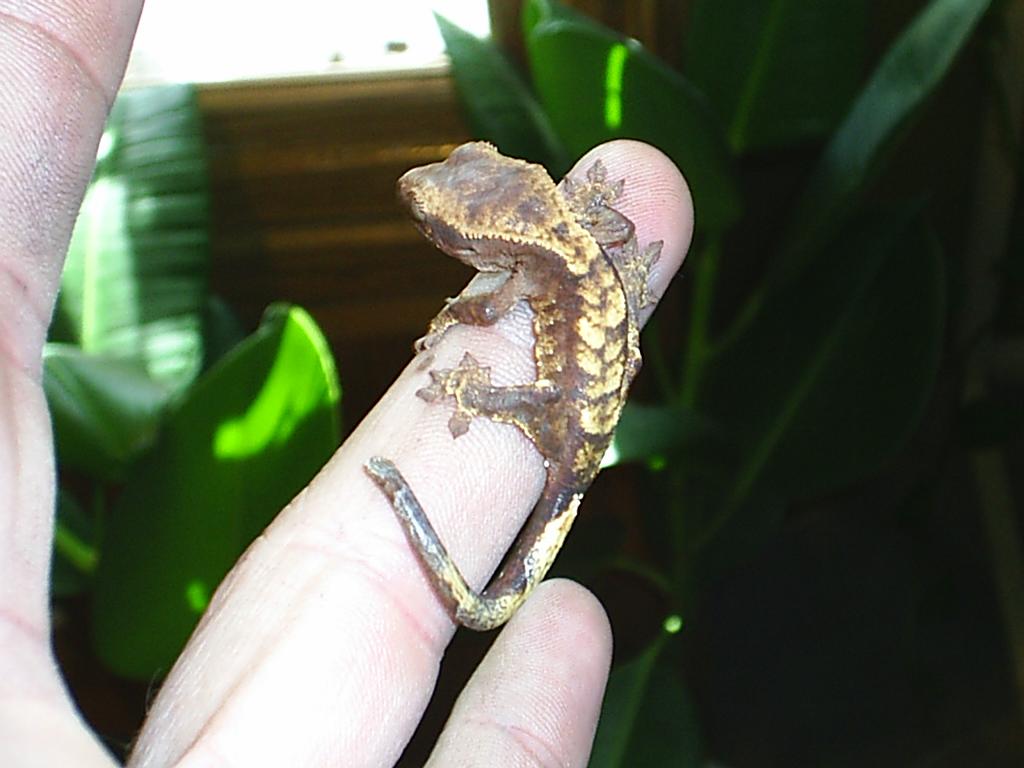 crested hatchling