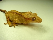 carmex