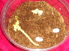 crested and eggs