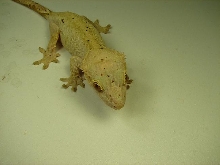 lester1