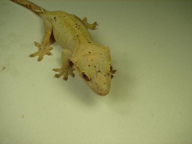 lester1