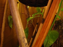 uroplatus lineatus female 1