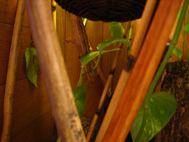 uroplatus lineatus female 1