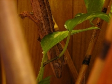 uroplatus lineatus female 2
