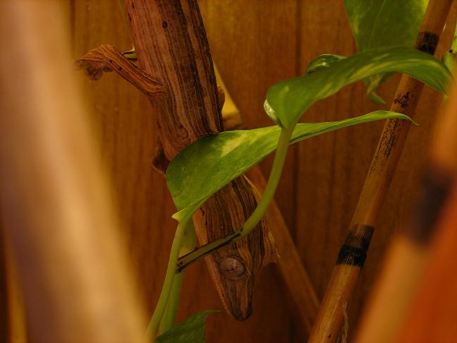 uroplatus lineatus female 2