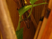 uroplatus lineatus female 3