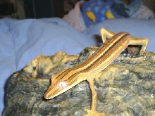 lined leaftail gecko female