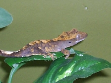 little crested