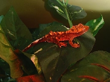 little crested night light
