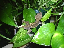 male crested gecko long crests2