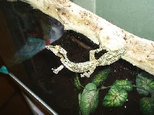 male mossy air walk