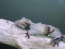 mossy leaftail gecko