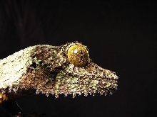 female mossy 1.1