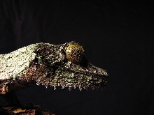 female mossy 3.3